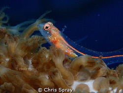 Southern smoothhead glass Blenny 
Bonaire by Chris Spray 